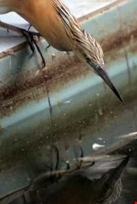 باغ پرندگان فریدونکنار