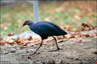 باغ پرندگان فریدونکنار