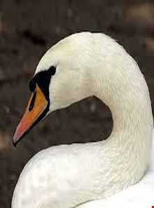 باغ پرندگان فریدونکنار