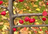 روستای فیلبند