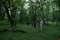 پارک جنگلی چالدره