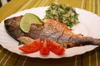 ماهی شکم پر