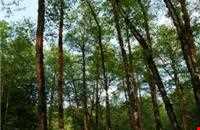 Khoshkedaran Jungle Park