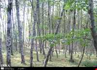 Khoshkedaran Jungle Park