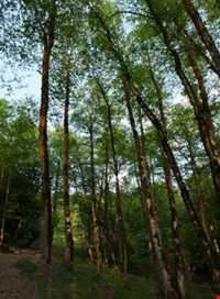 Khoshkedaran Jungle Park