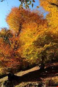 Khoshkedaran Jungle Park