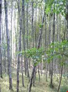 پارک جنگلی خشکه داران