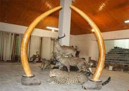 موزه حیات وحش خشکه داران