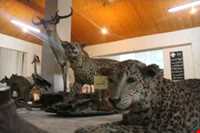 موزه حیات وحش خشکه داران