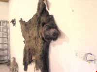 موزه حیات وحش خشکه داران