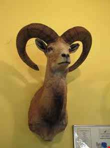 موزه حیات وحش خشکه داران