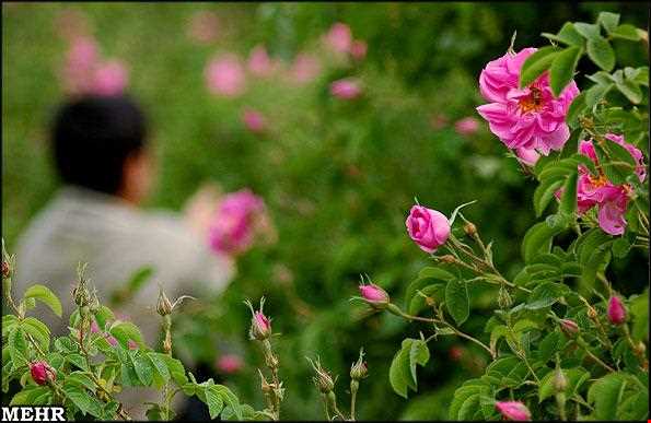 جشن و آیین گلابگیری