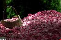 جشن و آیین گلابگیری