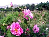 جشن و آیین گلابگیری