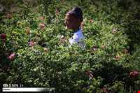 جشن و آیین گلابگیری