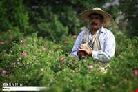 جشن و آیین گلابگیری