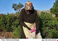 جشن و آیین گلابگیری