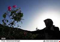 جشن و آیین گلابگیری