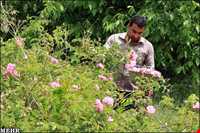 جشن و آیین گلابگیری