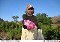 جشن و آیین گلابگیری