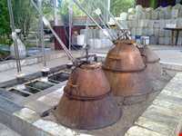 Rosewater and other extracted sap plants