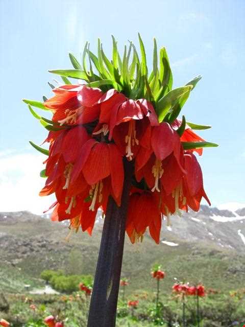 دشت لاله‌های واژگون گلستان کوه خوانسار