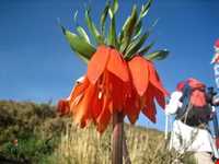 دشت لاله‌های واژگون گلستان کوه خوانسار