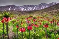 دشت لاله‌های واژگون گلستان کوه خوانسار