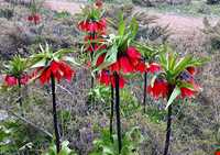 دشت لاله‌های واژگون گلستان کوه خوانسار