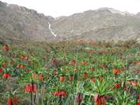 دشت لاله‌های واژگون گلستان کوه خوانسار