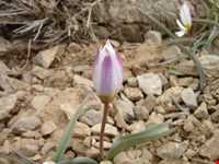 دشت لاله‌های واژگون گلستان کوه خوانسار