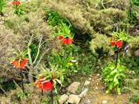 دشت لاله‌های واژگون گلستان کوه خوانسار