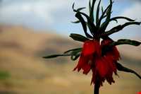 دشت لاله‌های واژگون گلستان کوه خوانسار