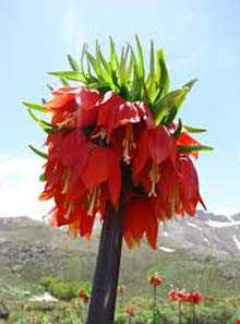 دشت لاله‌های واژگون گلستان کوه خوانسار