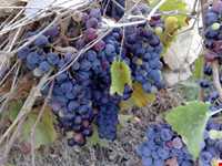 روستای دوان