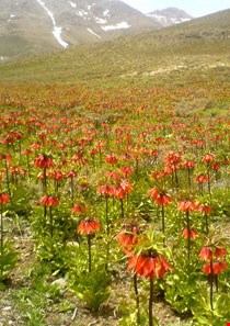 Golestan mountain ( Golestan Kooh )