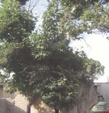 درخت کهنسال وجه آباد