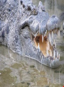 Crocodiles Zoo