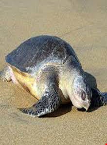 لاک پشتهای دریایی قشم