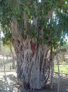 Ficus religiosa