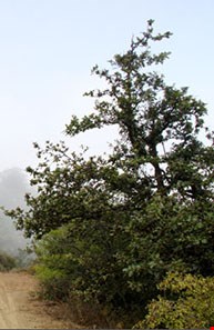 Roudbarak forest