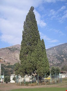 Older Cypress of Harzavil