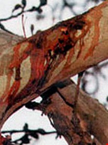 Zar Abad's Khounbar (bleeding) Tree